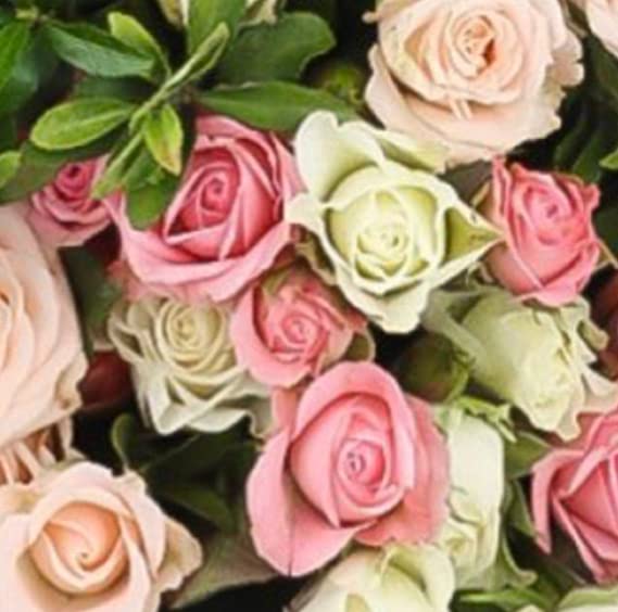 Baby Rose